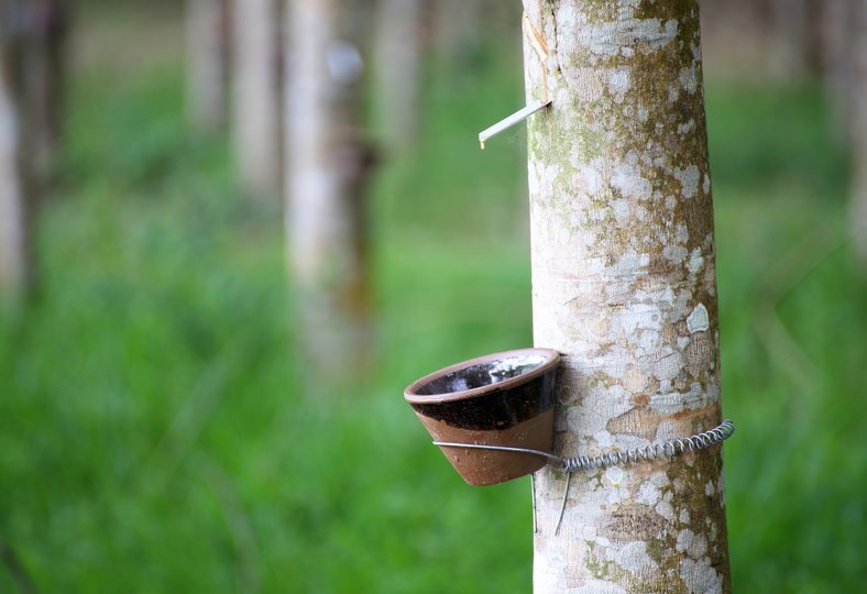 Không chỉ chính phủ, các doanh nghiệp cũng đang nỗ lực ‘cứu’ giá cao su 